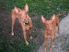 My sweet, sweet Poe & Lill (I miss you both)