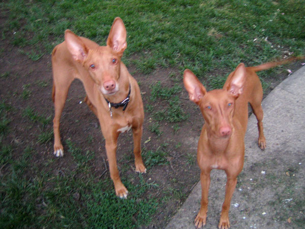 My sweet, sweet Poe & Lill (I miss you both)