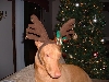 Poe-a-deer