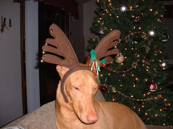 Poe-a-deer