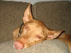 Tired after neutering