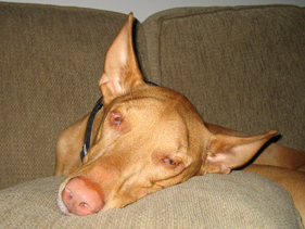 Tired after neutering