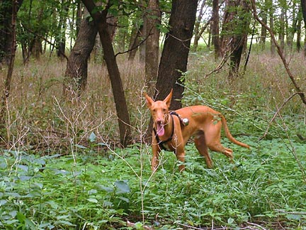 Poe with his "deer bell" on