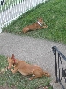 Poe and Lilly eating their "bully sticks" outside