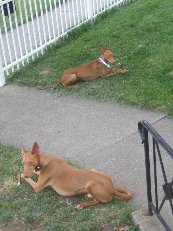 Poe and Lilly eating their "bully sticks" outside
