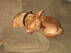 After neutering