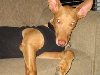 Day after the neutering