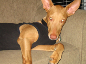 Day after the neutering