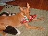 Poe opens his Christmas present