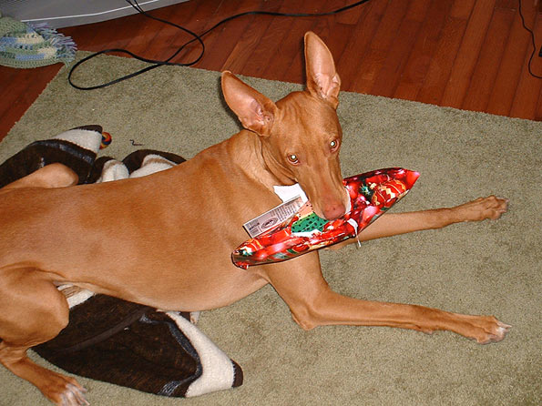 Poe opens his Christmas present
