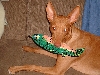 Poe gets his new toy unwrapped.