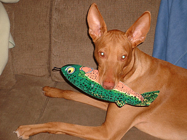 Poe gets his new toy unwrapped.