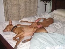 Poe and Lill snuggle together