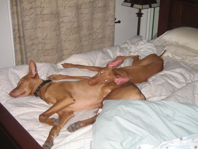 Poe and Lill snuggle together