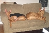 Lill and Poe sleeping on couch
