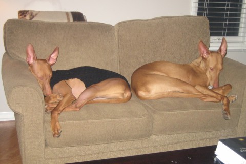 Lill and Poe sleeping on couch
