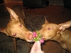 Pharaoh and flowers