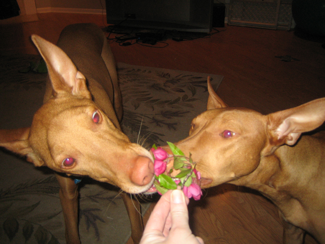 Pharaoh and flowers