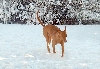 Snow dog