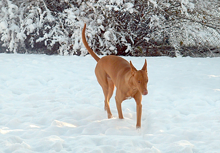 Snow dog