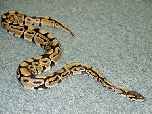 Adult female Ball python