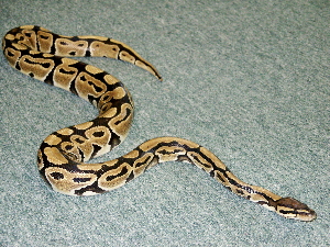 Adult female Ball python