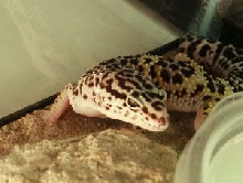 Adult Leopard Gecko