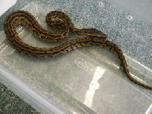 African Rock python