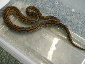 African Rock python