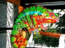 Ambilobe Panther Chameleon:  Slithers
