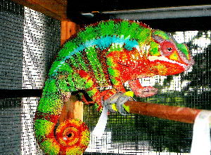 Ambilobe Panther Chameleon:  Slithers
