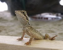 Baby Bearded Dragon