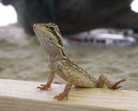 Baby Bearded Dragon