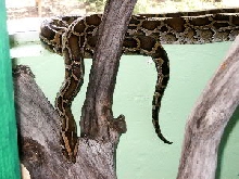Burmese Python