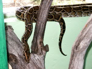 Burmese Python