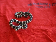 California Kingsnake