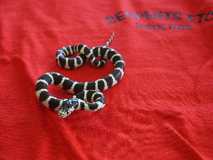 California Kingsnake