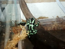 Dart frog