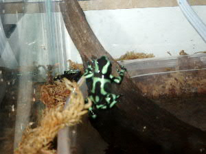 Dart frog