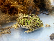 Horned or "Pacman" Frog
