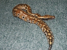 Malaysian Blood Python