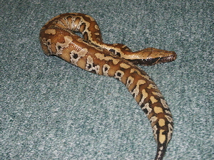 Malaysian Blood Python