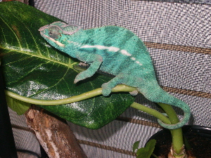 Nosy Be Blue Panther Chameleon