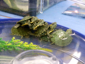 Red-eared Sliders