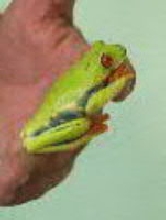 Red-eyed Tree Frog