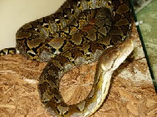 Reticulated Python