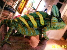 Sunburst Veiled Chameleon