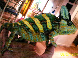 Sunburst Veiled Chameleon