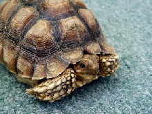 Sulata tortoise