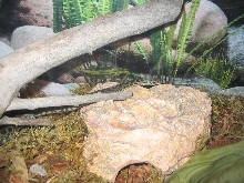 Cape York Spotted 1